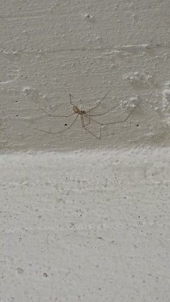 araignée tremblante