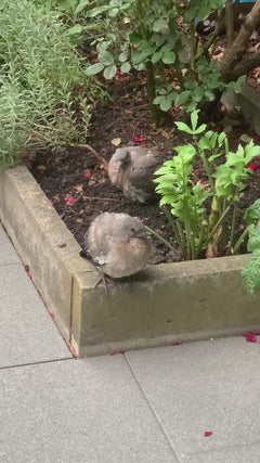 pigeon des rues
