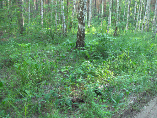 sorbier des oiseleurs — Bild 3