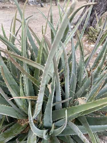 Véritable aloès — Bild 5