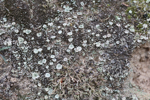 Véritable lichen en gobelet — photo 3 sur 9