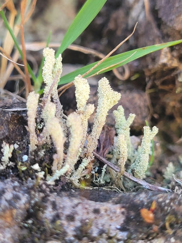 Véritable lichen en gobelet — photo 2 sur 9