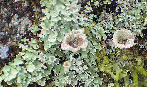 Véritable lichen en gobelet — photo 5 sur 9