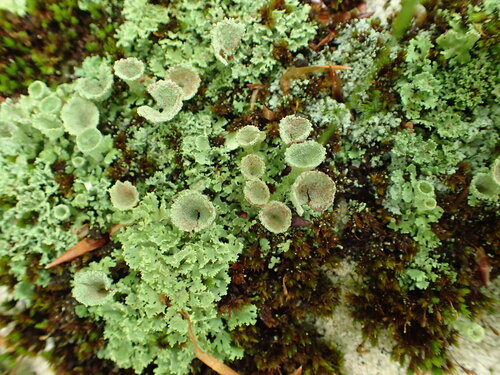 Véritable lichen en gobelet — photo 4 sur 9