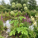 Echte Engelwurz (Angelica archangelica) in Blüte im naturnahen Garten (KI-generiert)
