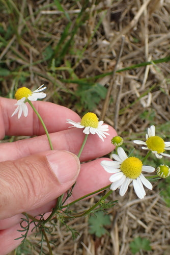 Véritable camomille — Bild 3