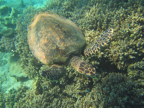 Tortue imbriquée — Bild 2