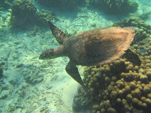 Tortue imbriquée — Bild 1