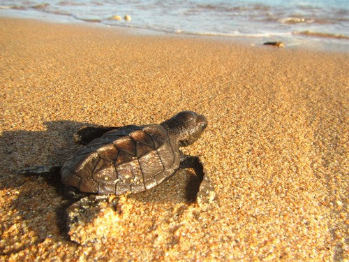 Tortue imbriquée — photo 5 sur 8