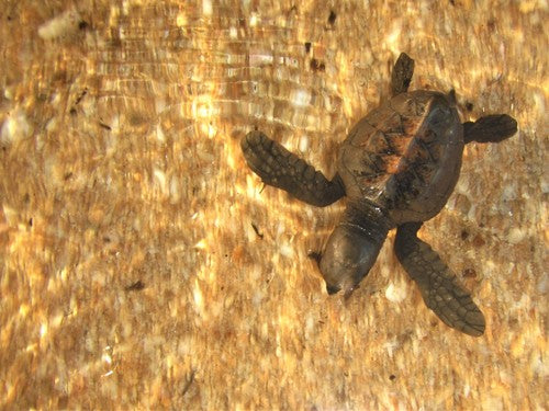 Tortue imbriquée — Bild 5