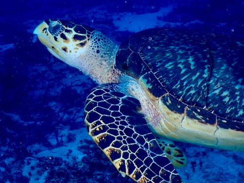 Tortue imbriquée — Bild 4