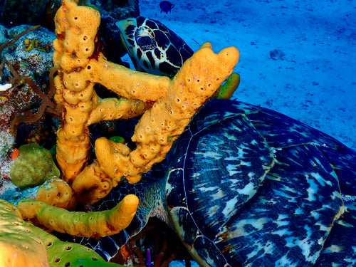 Tortue imbriquée — Bild 3