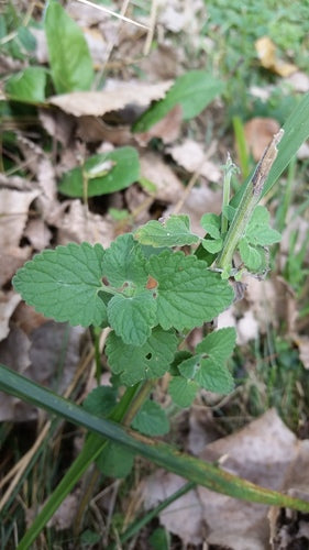 Véritable herbe à chat — Bild 3