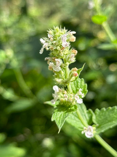 Véritable herbe à chat — Bild 4