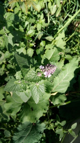 Véritable herbe à chat — Bild 2