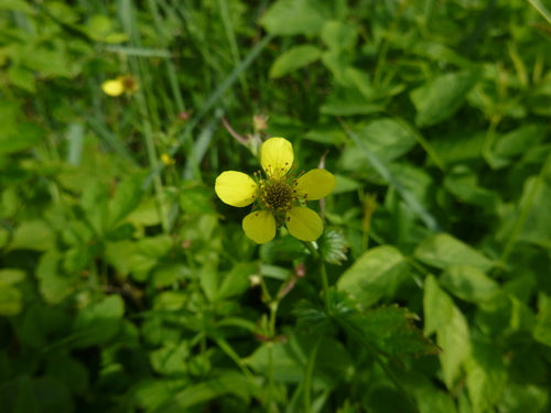 Véritable racine de clou de girofle — Bild 2
