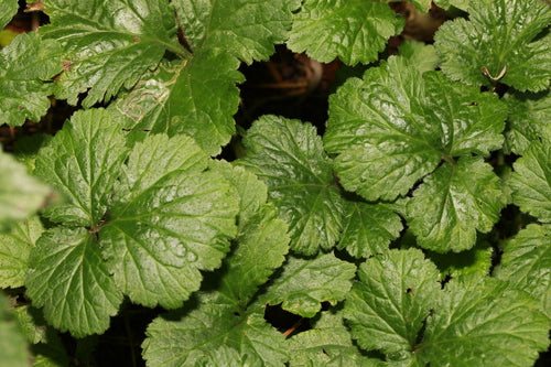 Véritable racine de clou de girofle — Bild 4