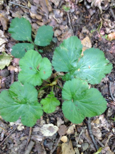 Véritable racine de clou de girofle — Bild 5