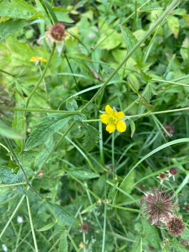 Véritable racine de clou de girofle — Bild 3