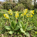 Echte Schlüsselblume (Primula veris) in Blüte im naturnahen Garten (KI-generiert)