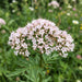 Blüte von Echter Baldrian (Valeriana officinalis) in Nahaufnahme (KI-generiert)