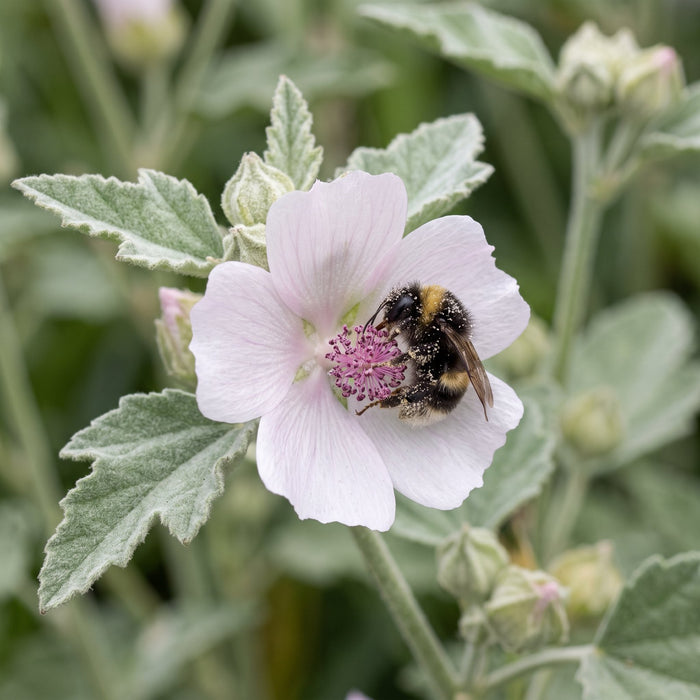 Blüte von Echter Eibisch (Althaea officinalis) in Nahaufnahme (KI-generiert)