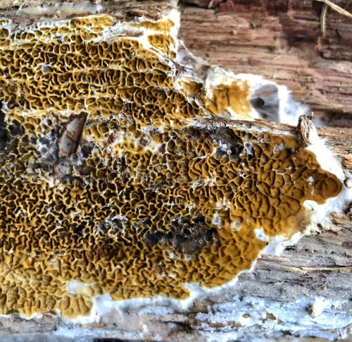 Véritable pourriture sèche — Bild 4