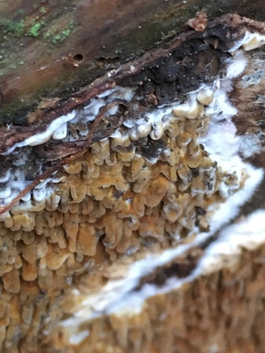 Véritable pourriture sèche — Bild 5
