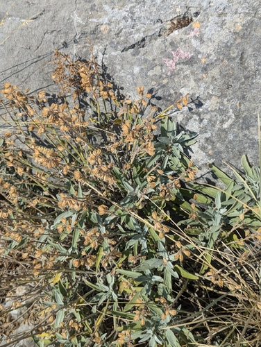 Un vrai sage — Bild 5