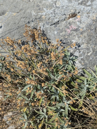 Un vrai sage — Bild 4