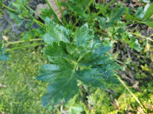 Du vrai céleri — photo 3 sur 8