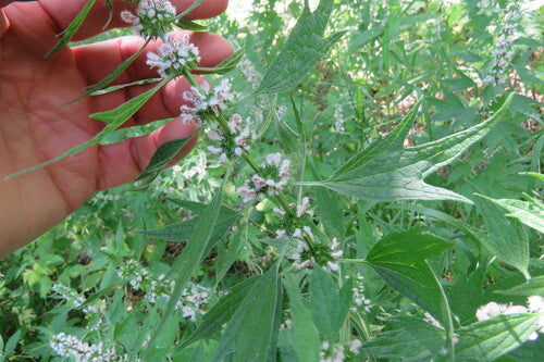 Une vraie équipe de cœur — Bild 3