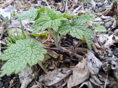 Une vraie équipe de cœur — photo 3 sur 52