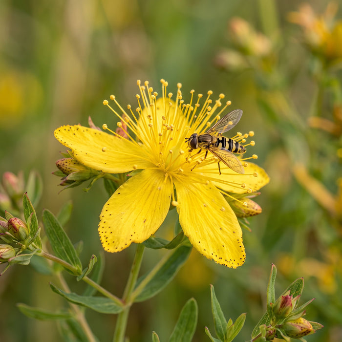 Blüte von Echtes Johanniskraut (Hypericum perforatum) in Nahaufnahme (KI-generiert)