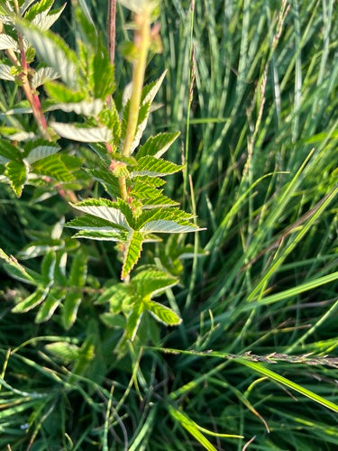 Véritable reine des prés — Bild 5
