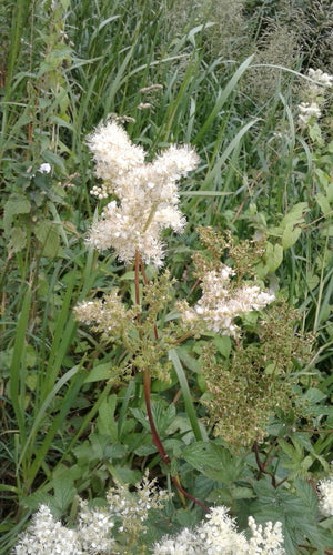 Véritable reine des prés — Bild 3