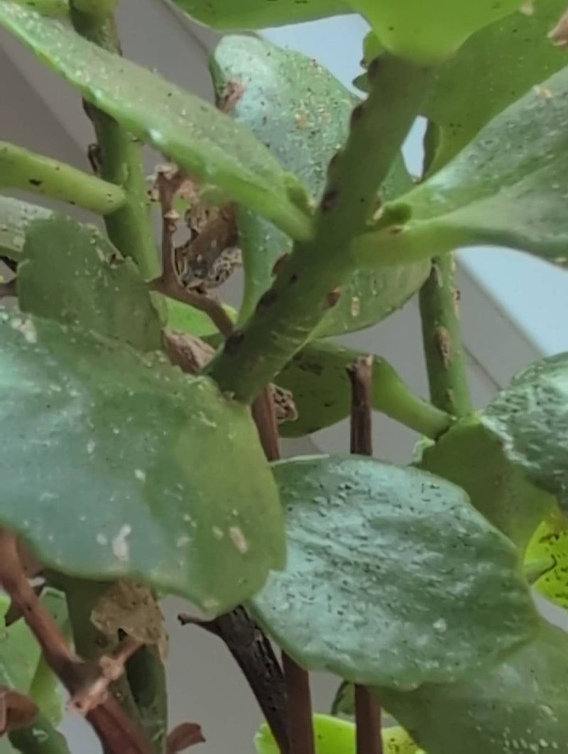 Plusieurs cochenilles hémisphériques sont visibles sur les feuilles et les tiges vertes d'une plante d'intérieur. Elles sont fixées sur les tissus végétaux.