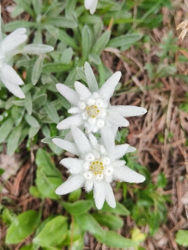 Edelweiss — Bild 1