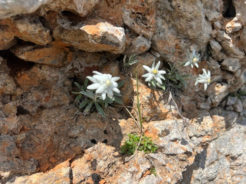 Edelweiss — Bild 4