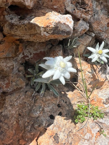 Edelweiss — Bild 3