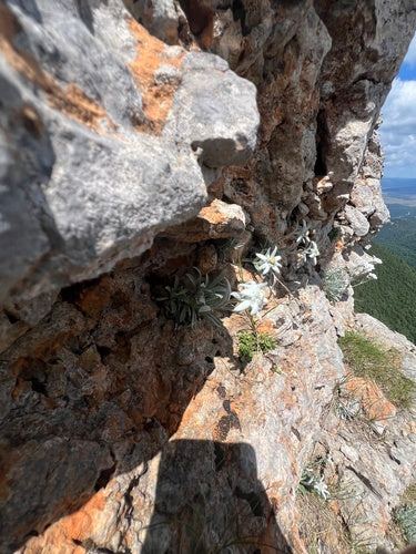 Edelweiss — Bild 2
