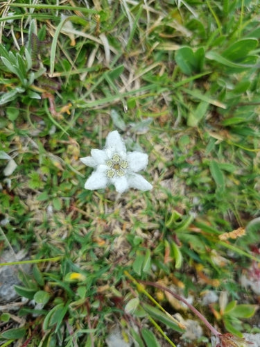 Edelweiss — photo 5 sur 50