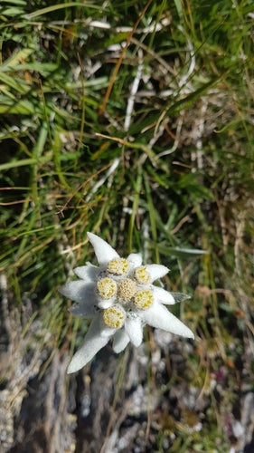 Edelweiss — photo 4 sur 50