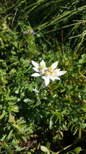 Edelweiss — photo 3 sur 50