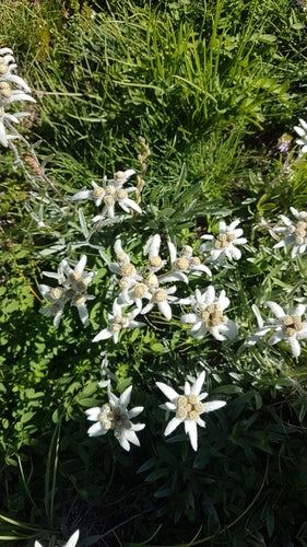 Edelweiss — photo 2 sur 50