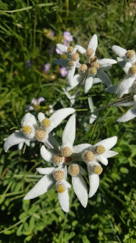 Edelweiss — photo 1 sur 50