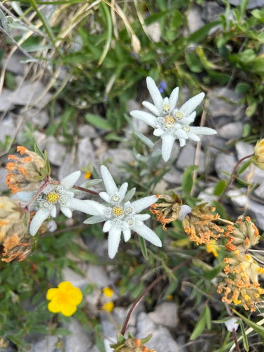 Edelweiss — Bild 5