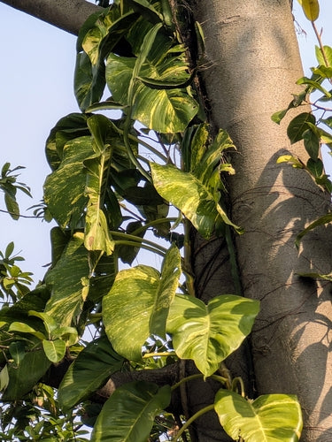 Plante de lierre — Bild 3