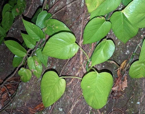 Plante de lierre — Bild 5