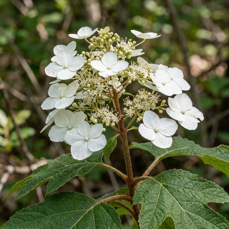 Hortensia à feuilles de chêne